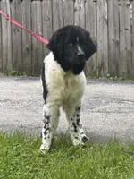 Sophie , a female Newfoundland for sale in Cleveland, OH – 5 of 10