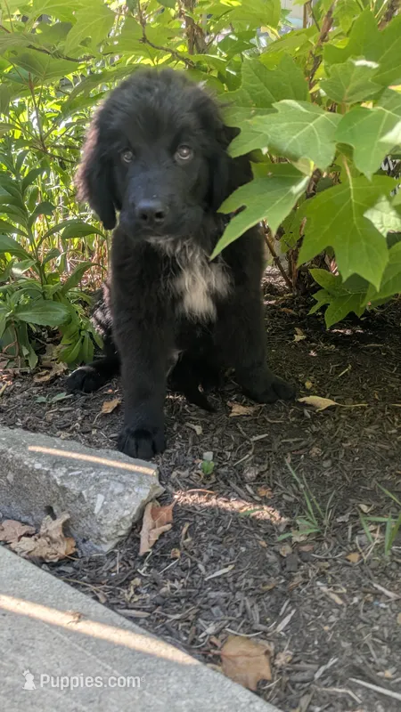 Forrest – Newfoundland puppy for sale in Cleveland, OH