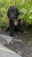 Forrest, a female Newfoundland for sale in Cleveland, OH – 2 of 8