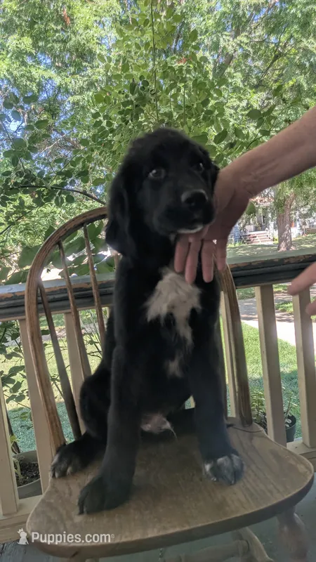 Elias – Newfoundland puppy for sale in Cleveland, OH