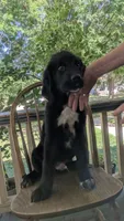 Elias, a male Newfoundland for sale in Cleveland, OH – 2 of 6