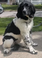 Rosie , a female Newfoundland for sale in Cleveland, OH – 1 of 5