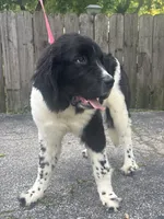 Rosie (hold), a female Newfoundland for sale in Cleveland, OH – 9 of 10