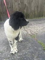 Rosie (hold), a female Newfoundland for sale in Cleveland, OH – 5 of 10