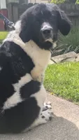 Rosie , a female Newfoundland for sale in Cleveland, OH – 5 of 5