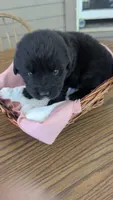 Ruby, a female Newfoundland for sale in Cleveland, OH – 5 of 9