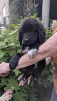 George, a male Newfoundland for sale in Cleveland, OH – 2 of 6