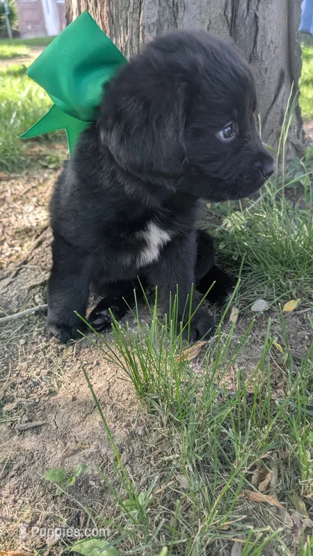 Sammy – Newfoundland puppy for sale in Cleveland, OH