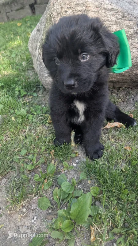Sammy – Newfoundland puppy for sale in Cleveland, OH
