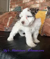 Tori, a female Miniature Schnauzer for sale in Canton, TX – 4 of 9