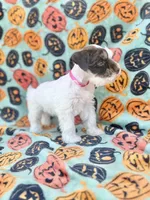 Pinkie Pie, a female Miniature Schnauzer for sale in Canton, TX – 6 of 10
