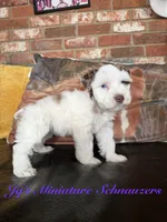 Tori, a female Miniature Schnauzer for sale in Canton, TX – 7 of 9
