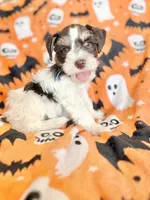 Axel , a male Miniature Schnauzer for sale in Canton, TX – 2 of 9