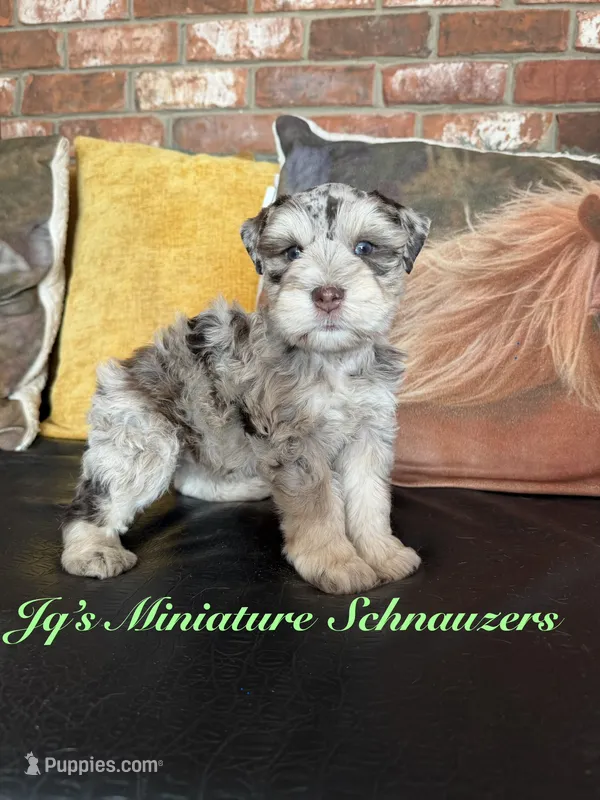 Hagen – Miniature Schnauzer puppy for sale in Canton, TX