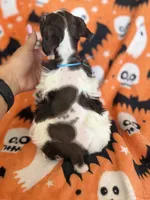 Axel , a male Miniature Schnauzer for sale in Canton, TX – 3 of 9