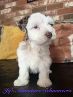 Tori, a female Miniature Schnauzer for sale in Canton, TX – 2 of 9