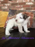 Tori, a female Miniature Schnauzer for sale in Canton, TX – 3 of 9