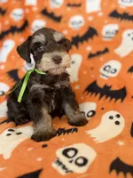 Gus, a male Miniature Schnauzer for sale in Canton, TX – 2 of 8