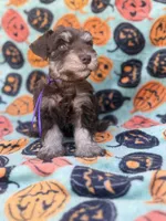 Posie, a female Miniature Schnauzer for sale in Canton, TX – 1 of 9