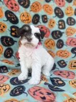 Pinkie Pie, a female Miniature Schnauzer for sale in Canton, TX – 9 of 10