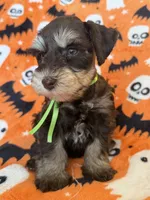 Gus, a male Miniature Schnauzer for sale in Canton, TX – 6 of 8