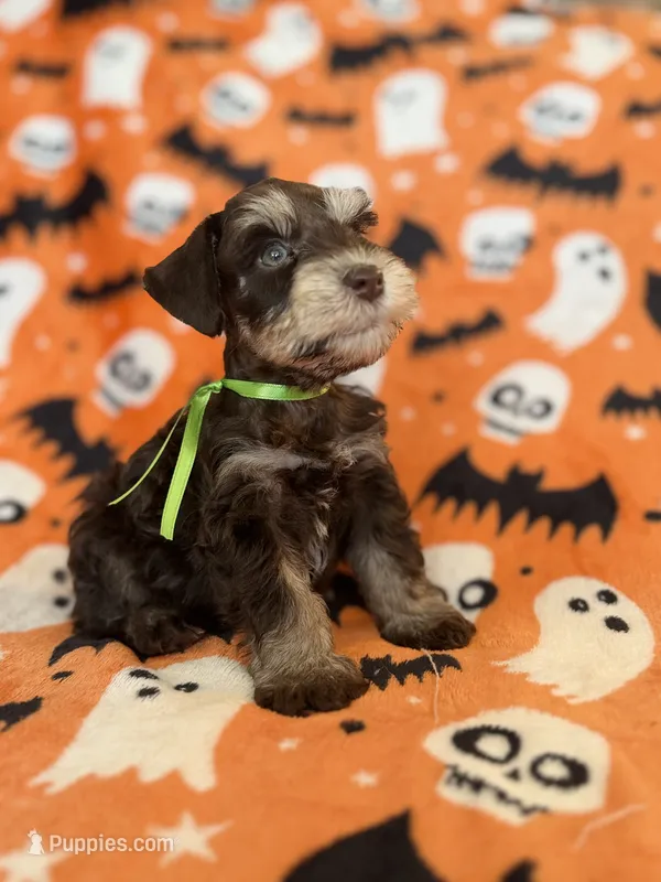 Gus – Miniature Schnauzer puppy for sale in Canton, TX