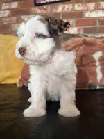 Tori, a female Miniature Schnauzer for sale in Canton, TX – 9 of 9