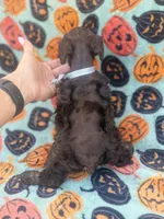 Sofie, a female Miniature Schnauzer for sale in Canton, TX – 4 of 9