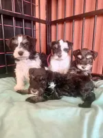 Axel , a male Miniature Schnauzer for sale in Canton, TX – 7 of 9