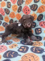 Sofie, a female Miniature Schnauzer for sale in Canton, TX – 3 of 9