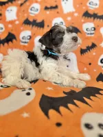 Axel , a male Miniature Schnauzer for sale in Canton, TX – 4 of 9
