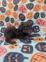 Sofie, a female Miniature Schnauzer for sale in Canton, TX – 6 of 9