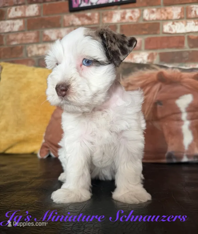 Tori – Miniature Schnauzer puppy for sale in Canton, TX