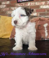 Tori, a female Miniature Schnauzer for sale in Canton, TX – 1 of 9