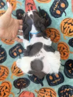 Axel , a male Miniature Schnauzer for sale in Canton, TX – 5 of 9