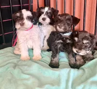 Sofie, a female Miniature Schnauzer for sale in Canton, TX – 8 of 9