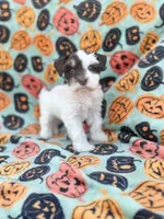 Pinkie Pie, a female Miniature Schnauzer for sale in Canton, TX – 3 of 10