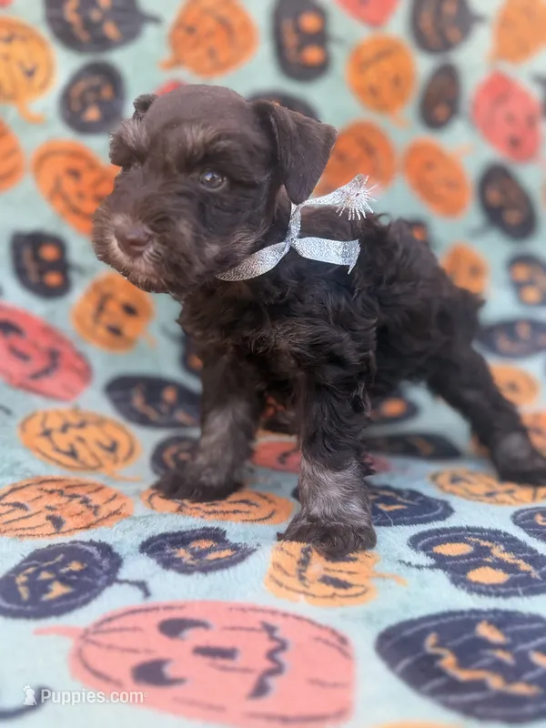 Sofie – Miniature Schnauzer puppy for sale in Canton, TX