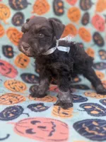 Sofie, a female Miniature Schnauzer for sale in Canton, TX – 1 of 9