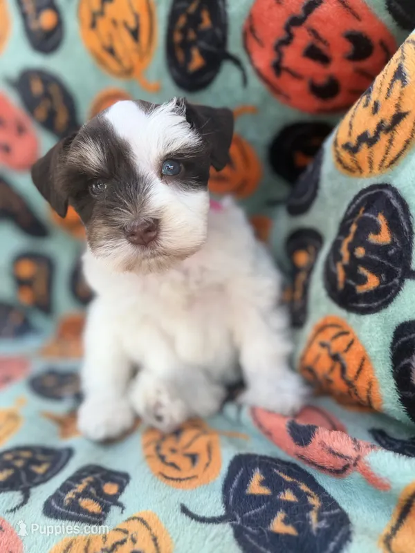 Pinkie Pie – Miniature Schnauzer puppy for sale in Canton, TX