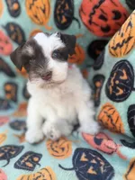 Pinkie Pie, a female Miniature Schnauzer for sale in Canton, TX – 1 of 10