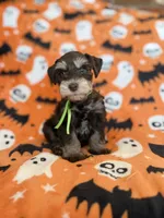 Gus, a male Miniature Schnauzer for sale in Canton, TX – 3 of 8