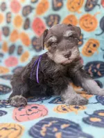Posie, a female Miniature Schnauzer for sale in Canton, TX – 2 of 9