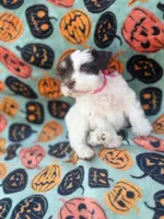 Pinkie Pie, a female Miniature Schnauzer for sale in Canton, TX – 4 of 10