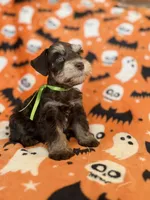 Gus, a male Miniature Schnauzer for sale in Canton, TX – 7 of 8