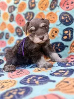 Posie, a female Miniature Schnauzer for sale in Canton, TX – 5 of 9