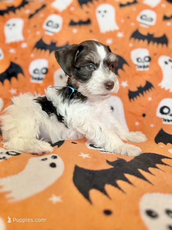 Axel  – Miniature Schnauzer puppy for sale in Canton, TX