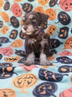 Posie, a female Miniature Schnauzer for sale in Canton, TX – 7 of 9