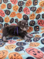 Posie, a female Miniature Schnauzer for sale in Canton, TX – 4 of 9
