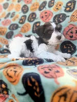 Axel , a male Miniature Schnauzer for sale in Canton, TX – 9 of 9